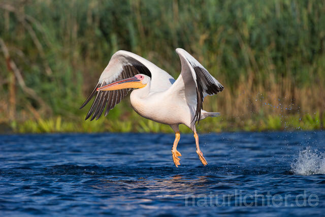 R13414 Rosapelikan im Flug, Great white pelican flying - Christoph Robiller
