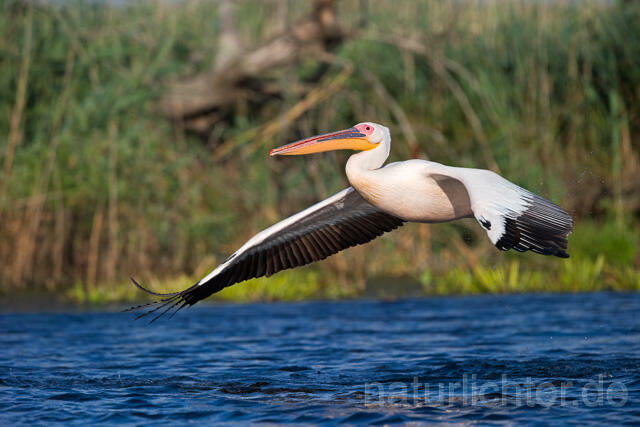 R13415 Rosapelikan im Flug, Great white pelican flying - Christoph Robiller