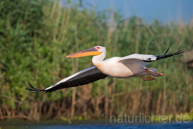 R13416 Rosapelikan im Flug, Great white pelican flying - Christoph Robiller