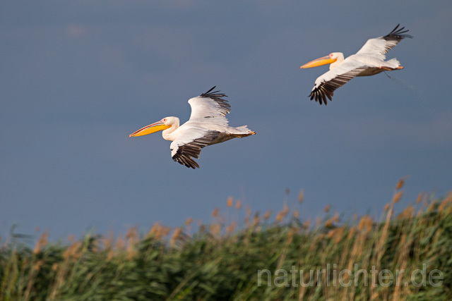 R13418 Rosapelikan im Flug, Great white pelican flying - Christoph Robiller