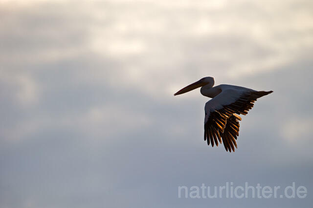 R13419 Rosapelikan im Flug, Great white pelican flying - Christoph Robiller
