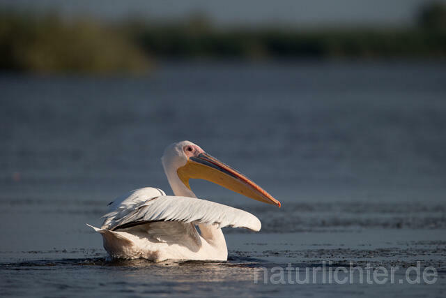 R13420 Rosapelikan, Great white pelican - Christoph Robiller