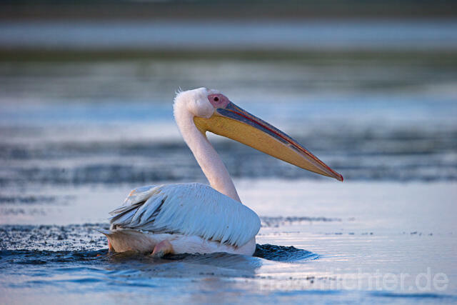R13423 Rosapelikan, Great white pelican - Christoph Robiller