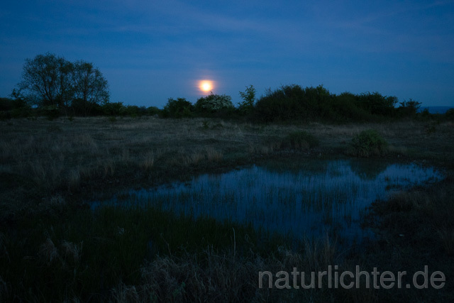 R13448 Kleingewässer, Teich in offener Landschaft mit Mond - Christoph Robiller