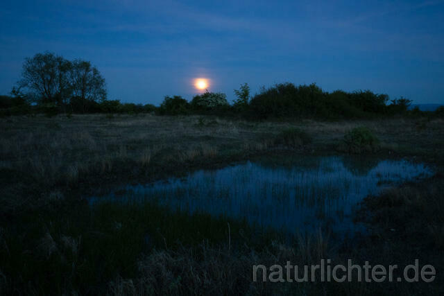 R13448 Kleingewässer, Teich in offener Landschaft mit Mond - C.Robiller/Naturlichter.de