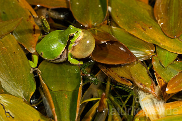 R13475 Europäischer Laubfrosch, rufendes Männchen mit Schallblase, European tree frog calling - Christoph Robiller