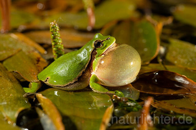 R13476 Europäischer Laubfrosch, rufendes Männchen mit Schallblase, European tree frog calling - C.Robiller/Naturlichter.de