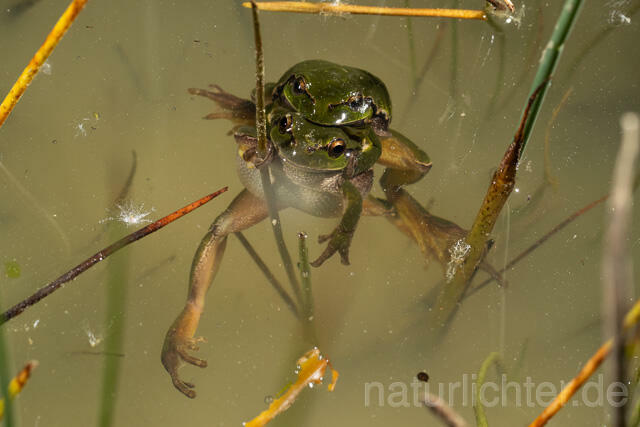 R13450 Europäischer Laubfrosch, Paarung, Amplexus, European tree frog mating - C.Robiller/Naturlichter.de