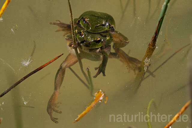 R13451 Europäischer Laubfrosch, Paarung, Amplexus, European tree frog mating - C.Robiller/Naturlichter.de