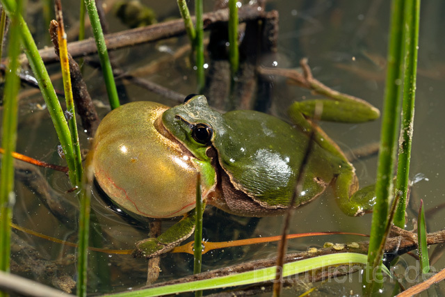 R13452 Europäischer Laubfrosch, rufendes Männchen mit Schallblase, European tree frog calling - Christoph Robiller