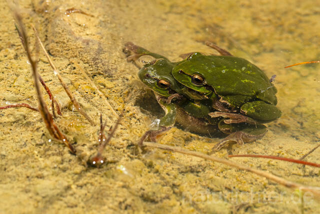 R13454 Europäischer Laubfrosch, Paarung, Amplexus, European tree frog mating - Christoph Robiller