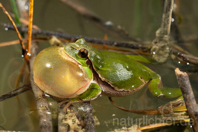 R13459 Europäischer Laubfrosch, rufendes Männchen mit Schallblase, European tree frog calling - Christoph Robiller
