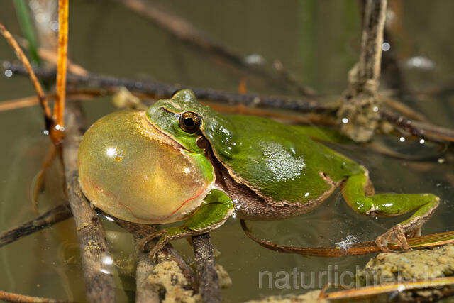 R13460 Europäischer Laubfrosch, rufendes Männchen mit Schallblase, European tree frog calling - C.Robiller/Naturlichter.de