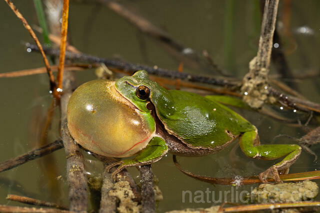 R13461 Europäischer Laubfrosch, rufendes Männchen mit Schallblase, European tree frog calling - C.Robiller/Naturlichter.de