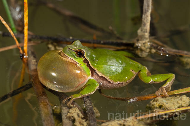 R13462 Europäischer Laubfrosch, rufendes Männchen mit Schallblase, European tree frog calling - C.Robiller/Naturlichter.de