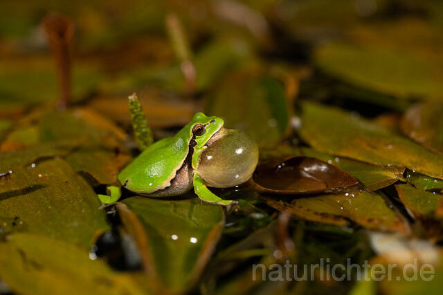 R13463 Europäischer Laubfrosch, rufendes Männchen mit Schallblase, European tree frog calling - C.Robiller/Naturlichter.de