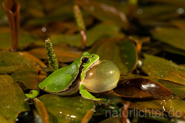 R13464 Europäischer Laubfrosch, rufendes Männchen mit Schallblase, European tree frog calling - C.Robiller/Naturlichter.de