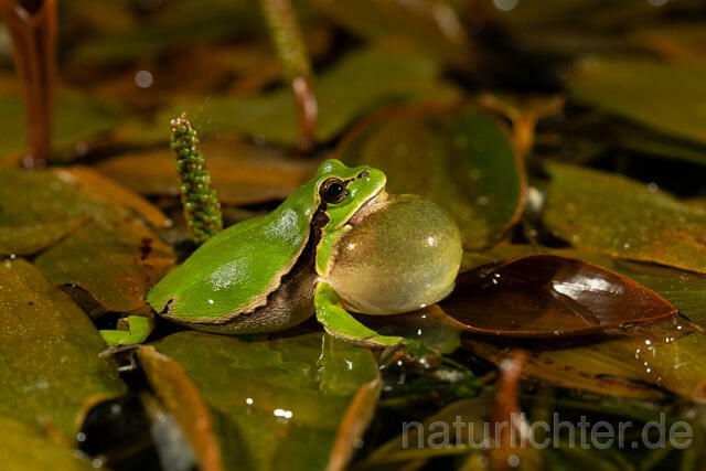 R13465 Europäischer Laubfrosch, rufendes Männchen mit Schallblase, European tree frog calling - C.Robiller/Naturlichter.de