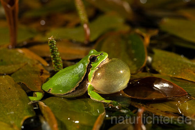 R13466 Europäischer Laubfrosch, rufendes Männchen mit Schallblase, European tree frog calling - C.Robiller/Naturlichter.de
