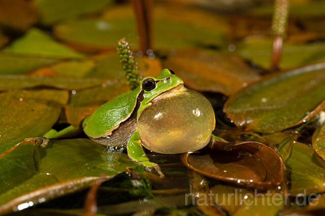 R13468 Europäischer Laubfrosch, rufendes Männchen mit Schallblase, European tree frog calling - C.Robiller/Naturlichter.de