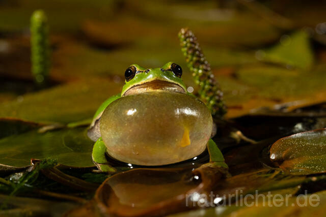 R13469 Europäischer Laubfrosch, rufendes Männchen mit Schallblase, European tree frog calling - C.Robiller/Naturlichter.de