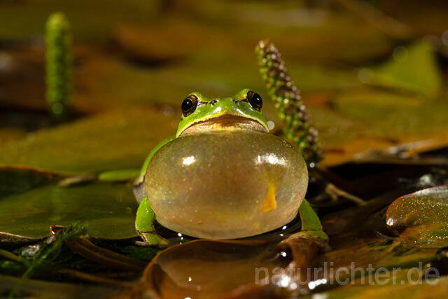 R13470 Europäischer Laubfrosch, rufendes Männchen mit Schallblase, European tree frog calling - C.Robiller/Naturlichter.de