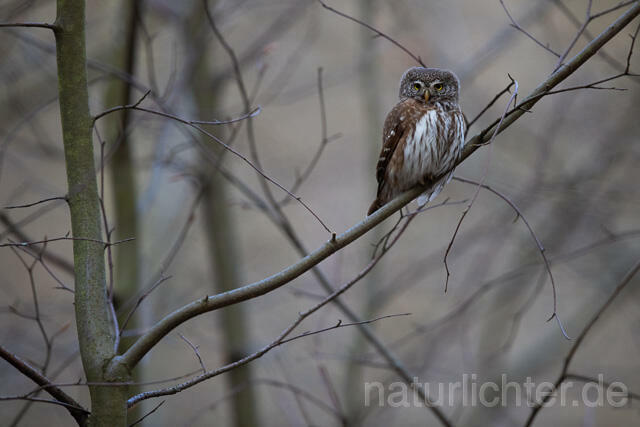 R13484 Sperlingskauz, Eurasian pygmy owl - C.Robiller/Naturlichter.de