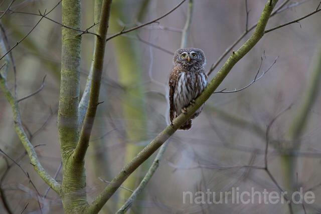 R13477 Sperlingskauz, Eurasian pygmy owl - C.Robiller/Naturlichter.de