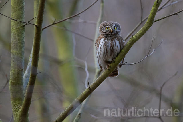R13478 Sperlingskauz, Eurasian pygmy owl - C.Robiller/Naturlichter.de