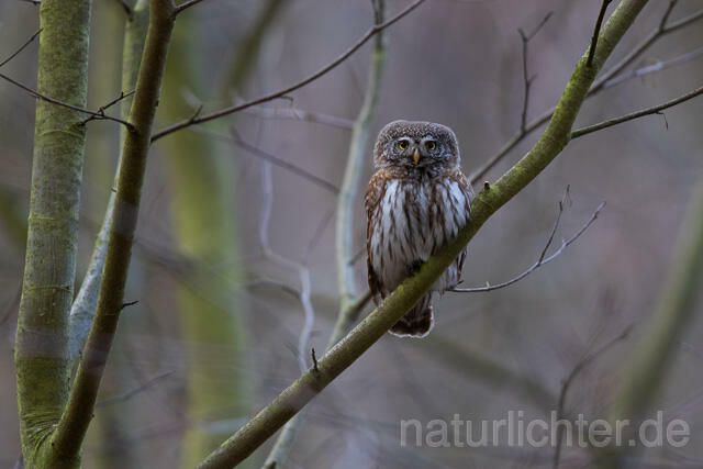 R13479 Sperlingskauz, Eurasian pygmy owl - C.Robiller/Naturlichter.de