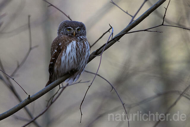 R13480 Sperlingskauz, Eurasian pygmy owl - C.Robiller/Naturlichter.de