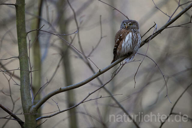 R13481 Sperlingskauz, Eurasian pygmy owl - C.Robiller/Naturlichter.de