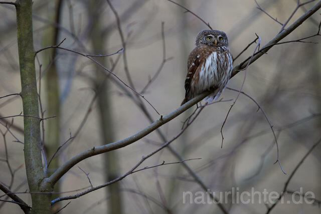 R13482 Sperlingskauz, Eurasian pygmy owl - C.Robiller/Naturlichter.de