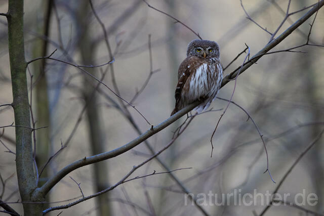 R13483 Sperlingskauz, Eurasian pygmy owl - C.Robiller/Naturlichter.de