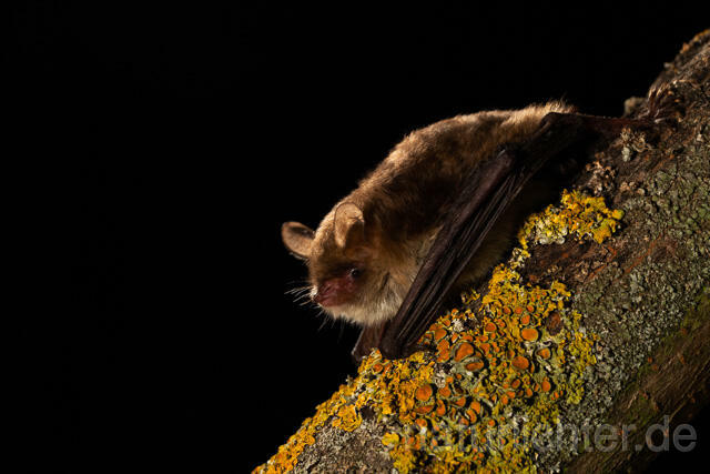 R13495 Fransenfledermaus, Natterer's Bat - C.Robiller/Naturlichter.de