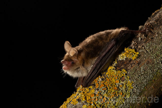 R13498 Fransenfledermaus, Natterer's Bat - Christoph Robiller