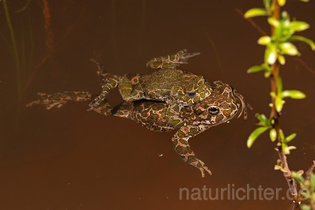 R13576 Wechselkröte, Balz, Paarung, Amplexus, European Green Toad mating - C.Robiller/Naturlichter.de