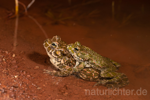 R13577 Wechselkröte, Balz, Paarung, Amplexus, European Green Toad mating - Christoph Robiller