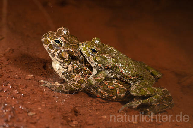R13578 Wechselkröte, Balz, Paarung, Amplexus, European Green Toad mating - C.Robiller/Naturlichter.de