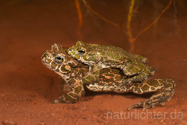 R13579 Wechselkröte, Balz, Paarung, Amplexus, European Green Toad mating - Christoph Robiller