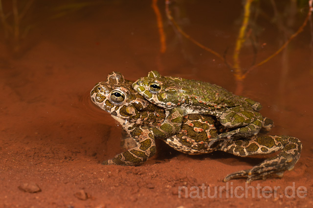 R13580 Wechselkröte, Balz, Paarung, Amplexus, European Green Toad mating - Christoph Robiller