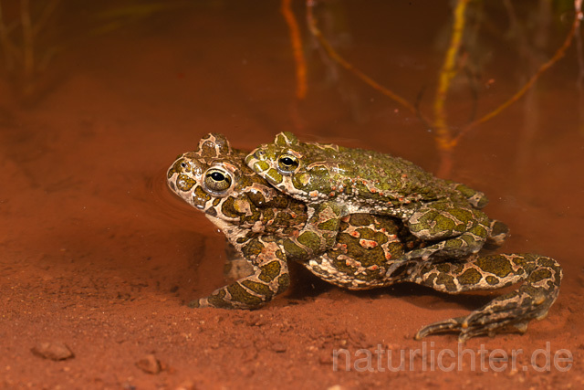 R13581 Wechselkröte, Balz, Paarung, Amplexus, European Green Toad mating - Christoph Robiller