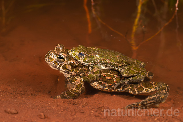R13582 Wechselkröte, Balz, Paarung, Amplexus, European Green Toad mating - Christoph Robiller