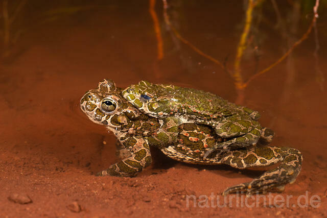 R13582 Wechselkröte, Balz, Paarung, Amplexus, European Green Toad mating - C.Robiller/Naturlichter.de