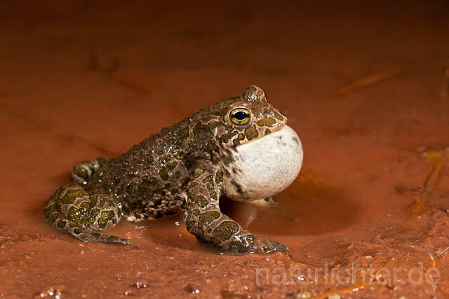 R13584 Wechselkröte, Balz, Schallblase, European Green Toad mating - C.Robiller/Naturlichter.de