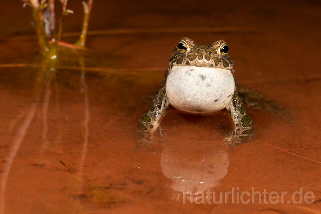 R13585 Wechselkröte, Balz, Schallblase, European Green Toad mating - C.Robiller/Naturlichter.de