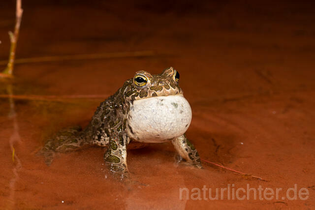 R13586 Wechselkröte, Balz, Schallblase, European Green Toad mating - C.Robiller/Naturlichter.de