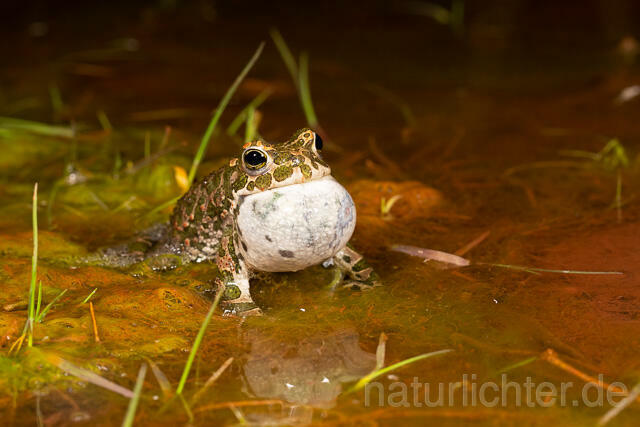 R13588 Wechselkröte, Balz, Schallblase, European Green Toad mating - C.Robiller/Naturlichter.de