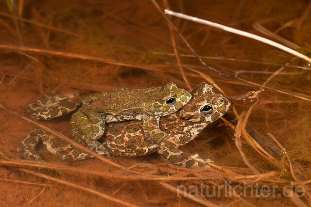 R13606 Wechselkröte, Balz, Paarung, Amplexus, European Green Toad mating - Christoph Robiller