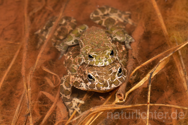 R13607 Wechselkröte, Balz, Paarung, Amplexus, European Green Toad mating - Christoph Robiller